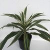 Dracaena Fragrans - Green & White, Victoria Plant