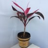 Dracaena Mahatma - Red