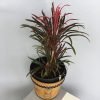 Madagascar Dragon Tree, Dracaena Marginata Colorama