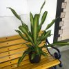 Dracaena Masangena