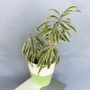 Song of India, Dracaena Reflexa