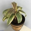 Pleomele, Song of India, Ploemele, Dracaena Reflexa