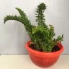 Emina Boston Fern, Nephrolepis exaltata 'emina'