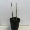 Pencil Cactus, Firestick Plant, Euphorbia Tirucalli