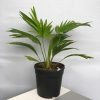 Faux Fan Palm, Fountain Palm, Chinese Fan Palm
