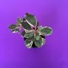 Baby Rubber Plant, Variegated Rubber Tree, Ficus Elastica - Ruby