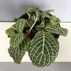 Fittonia Nerve - White, Nerveplant, Web-plant