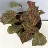 Fittonia Nerve - Pink, Nerveplant, Web-plant