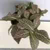 Fittonia Nerve - Pinkinsh White, Nerveplant, Web-plant