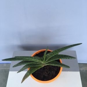 Kouga Gasteria, Glomerata