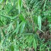 Golden Bamboo, Phyllostachys Aurea