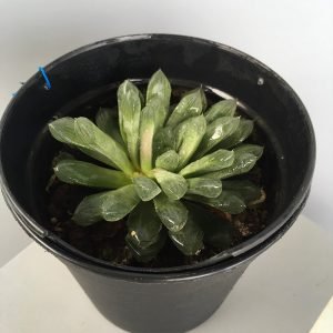 Haworthia Cooperi Hybrid