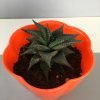 Haworthia limifolia, Fairy Washboard