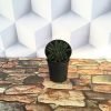 Haworthia Marumiana