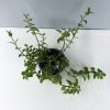 Baby Sun Rose, Heartleaf Ice Plant, Aptenia Cordifolia
