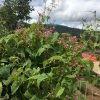 Coral Vine, Bride's Tears, Ice cream Creeper