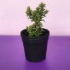 Ixora Mini Dwarf