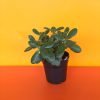 Jade Plant, Lucky Plant, Crassula Ovata (Big Leaf)