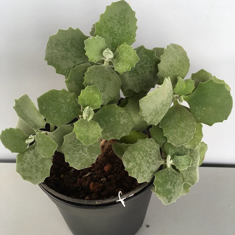 Kalanchoe Millotii, Millot plant - Amulya Farms & Nursery