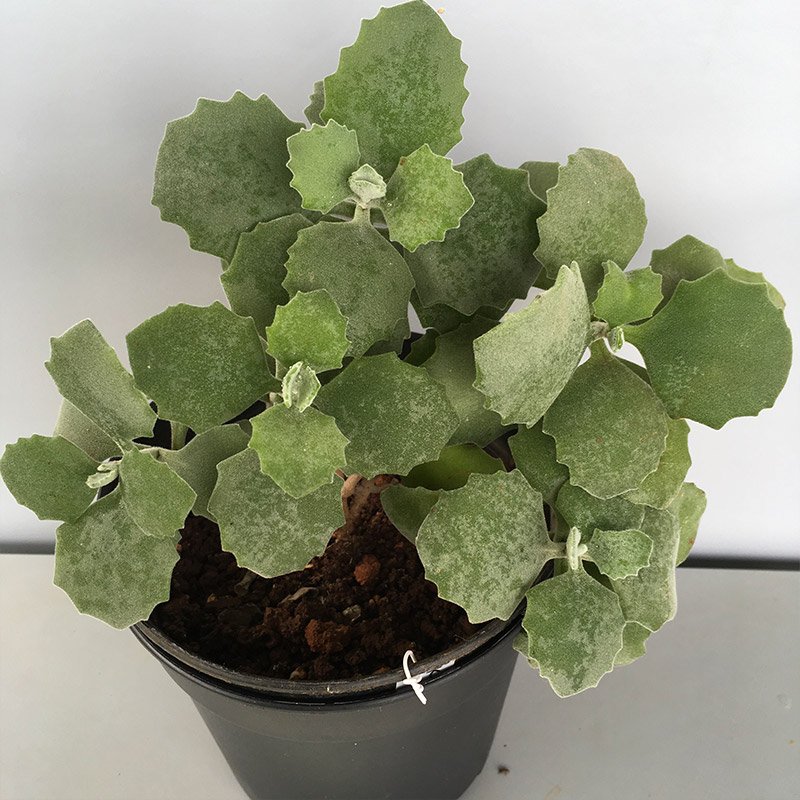 Kalanchoe Millotii, Millot plant - Image 2