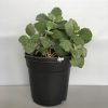 Kalanchoe Millotii, Millot plant