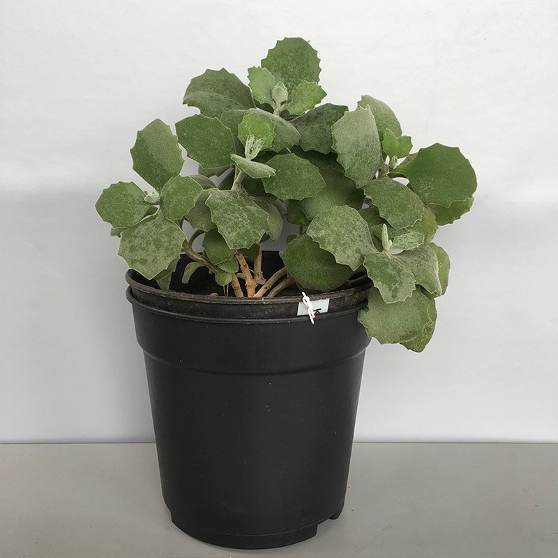 Kalanchoe Millotii, Millot plant