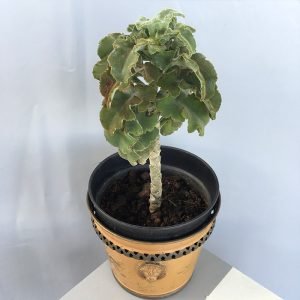 Kalenchoe Kale, Mother of Millions