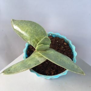 Knoppies Gasteria, Batesiana