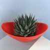 Aristaloe Aristata, Lace Aloe