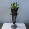 Agave lophantha