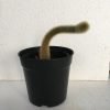 Monkey Tail Cactus, Cleistocactus Colademononis