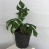 Monstera Deliciosa, Swiss Cheese Plant
