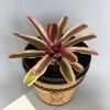 Blushing Bromeliad, Neoregelia Carolinea