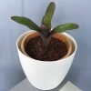 Painted Fingernail Plant, Neoregelia Spectabilis