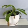 Asian Pitcher, Tropical Pitcher Plant, Nepenthes