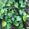 Betel Leaf Plant