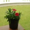 Dianthus Red