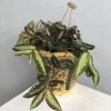 Watermelon Trail Begonia, Pellionia Repens