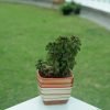 Peperomia Axillaris - Dark Green