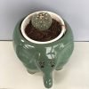 Peyote, Lophophora Williamsii