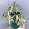 Ribbon Grass, Phalaris Arundinacea Variegated