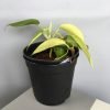 Philodendron Moonlight Plant
