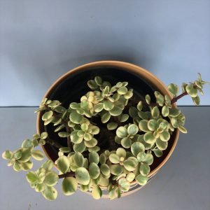 Elephant Bush, Portulacaria Afra