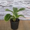 Prayer Plant Calathea Corono