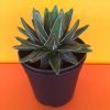 Queen Victoria Agave