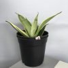 Sansevieria Moonshine Snake Plant