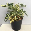 Schefflera Arboricola Trinette, Umbrella Plant - Variegated