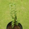 Sea Sandwort, Honckenya Peploides