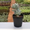 Sedum Allantoides, Stonecrop