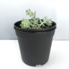 Sedum Morganianum, Burro's Tail, Donkey's Tail